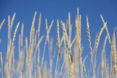 Close-up of stalks against clear blue sky