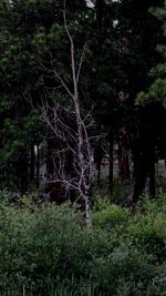 Trees in forest