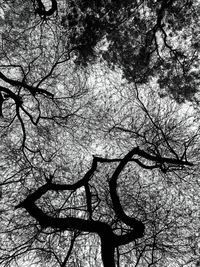 Low angle view of bare tree against sky