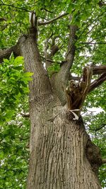 Low angle view of lizard on tree