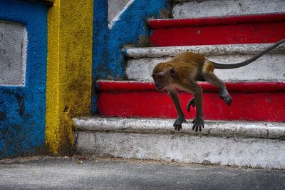 Monkey jumping on stairs