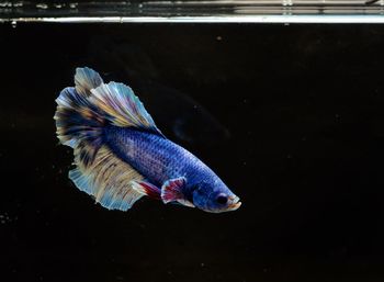 Close-up of fish swimming in sea