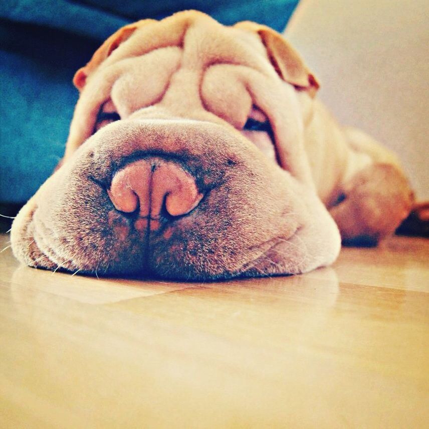 indoors, dog, close-up, animal themes, pets, one animal, domestic animals, mammal, brown, relaxation, home interior, high angle view, no people, focus on foreground, sleeping, part of, lying down, animal head, resting, day