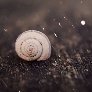 Snail in the nature