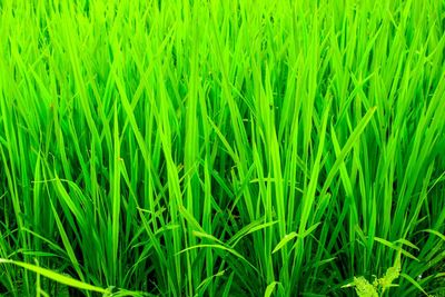 Full frame shot of crops growing on field