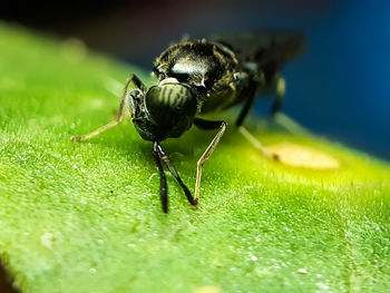 Close-up of insect on leaf