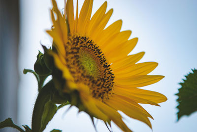 Close-up of sunflower