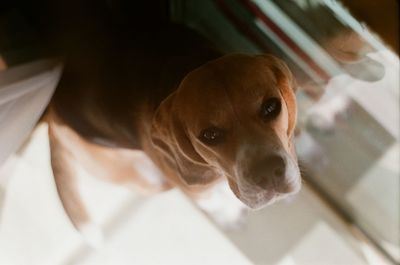 High angle portrait of dog at home