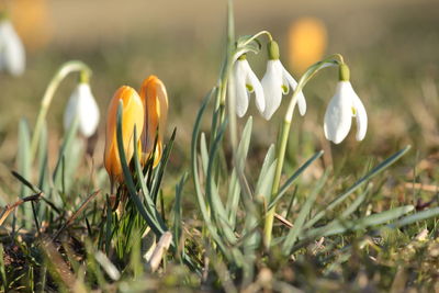 Close-up of crocus blooming on field