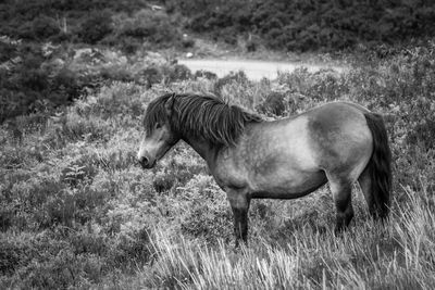 Side view of a pony on exmoor national park 