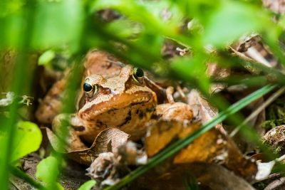 Close-up of frog on leaf