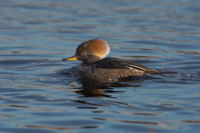 Duck swimming in lake