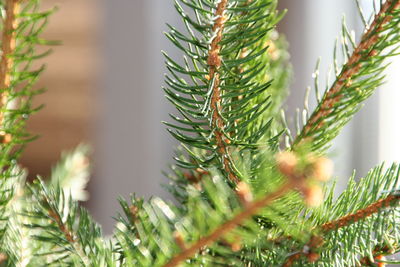 Close-up of pine tree