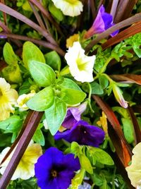 Close-up of purple flowering plants