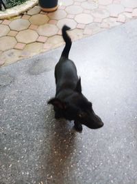 High angle view of black dog on street