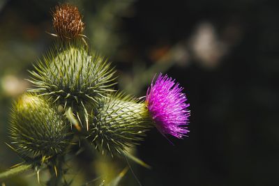 Close-up of thistle