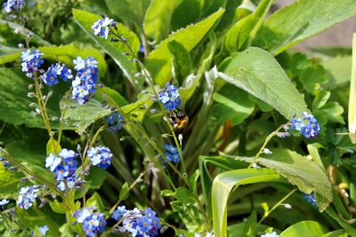 Close-up of butterfly pollinating on purple flowering plant