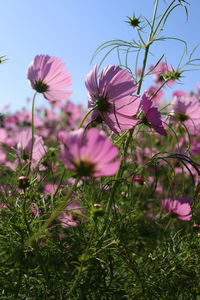 Close-up of pink cosmos flowers against sky