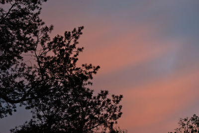 Low angle view of silhouette tree against romantic sky