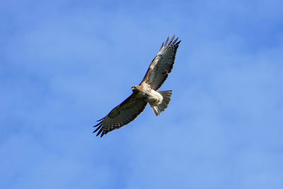 Low angle view of red-tailed hawk flying against sky