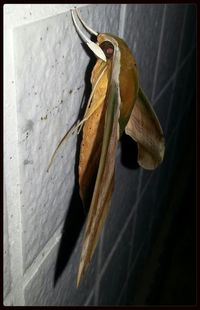 Close-up of yellow perching on leaf