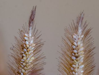 Close-up of snow on plant