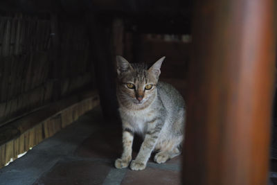 Portrait of cat sitting on floor