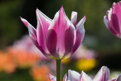 Close-up of pink water lily