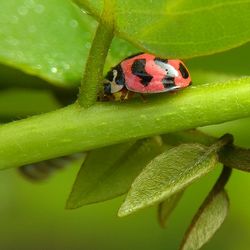 Close-up of ladybug on leaf