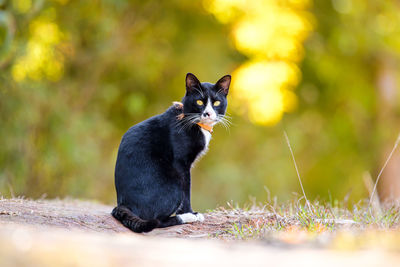 Black cat sitting on a field