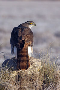 Bird perching on a field