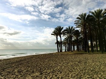 Palm trees on beach against sky