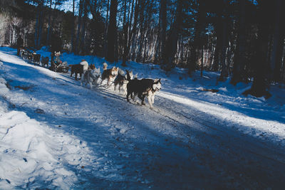 View of dogs on snow covered field