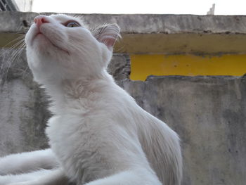 Close-up of cat sitting against building