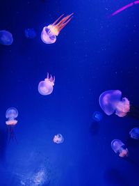 Lots of jellyfish in a blue background