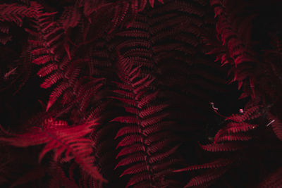 Full frame shot of red leaves