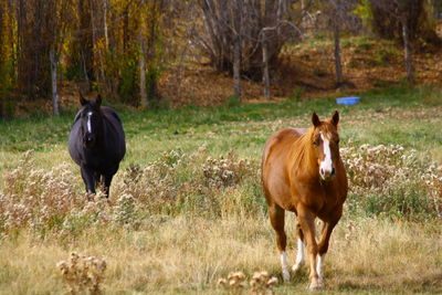 Horse on field