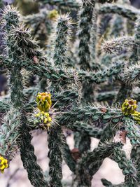 Close-up of prickly pear cactus