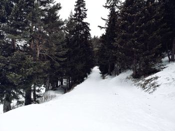 Snow covered land and trees in forest