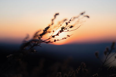 Close-up of silhouette plant against sunset sky