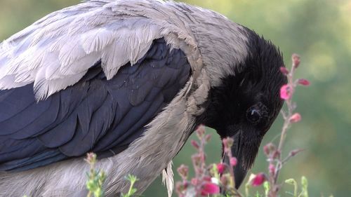 Close-up of bird perching on flower