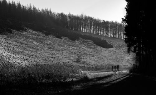 Road passing through forest