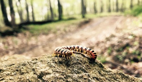 Close-up of lizard on tree trunk in forest