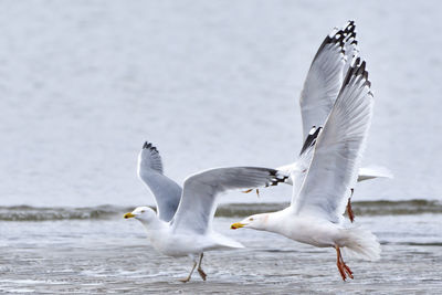 Seagulls flying over lake