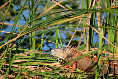 Close-up of lizard on grass