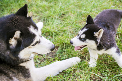 Close-up of dogs on grassy field