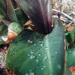 Close-up of leaves