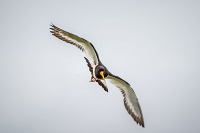 Close-up of bird flying