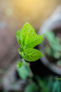 Close-up of fresh green leaves