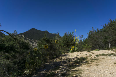 Scenic view of forest against clear blue sky